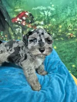 Blue eye blue merle , a male Miniature Schnauzer for sale in Mount Carmel, TN – 4 of 5