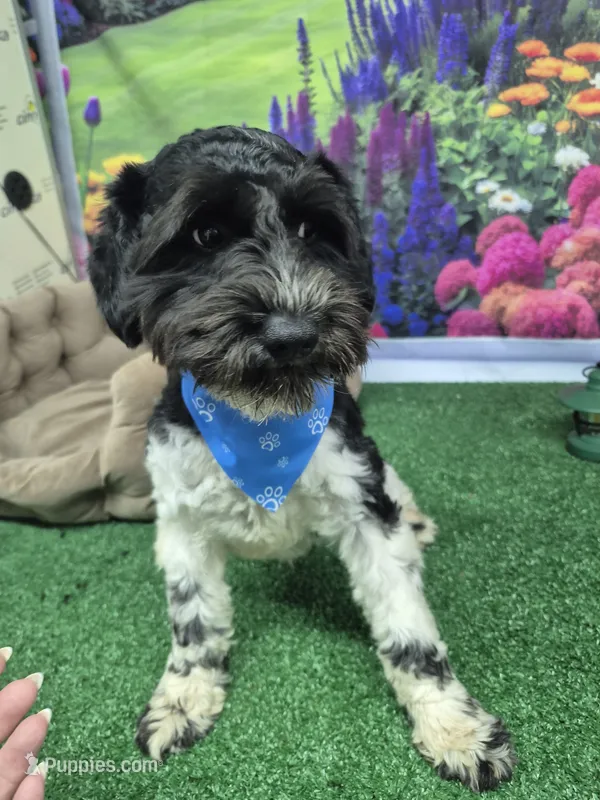 BW parti boy – Miniature Schnauzer puppy for sale in Mount Carmel, TN