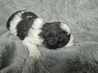 Patches , a male Miniature Schnauzer for sale in Mount Carmel, TN – 6 of 6