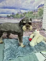 Squirt, a male Miniature Schnauzer for sale in Mount Carmel, TN – Photo 2 of 3