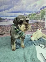 Squirt, a male Miniature Schnauzer for sale in Mount Carmel, TN – Photo 3 of 3