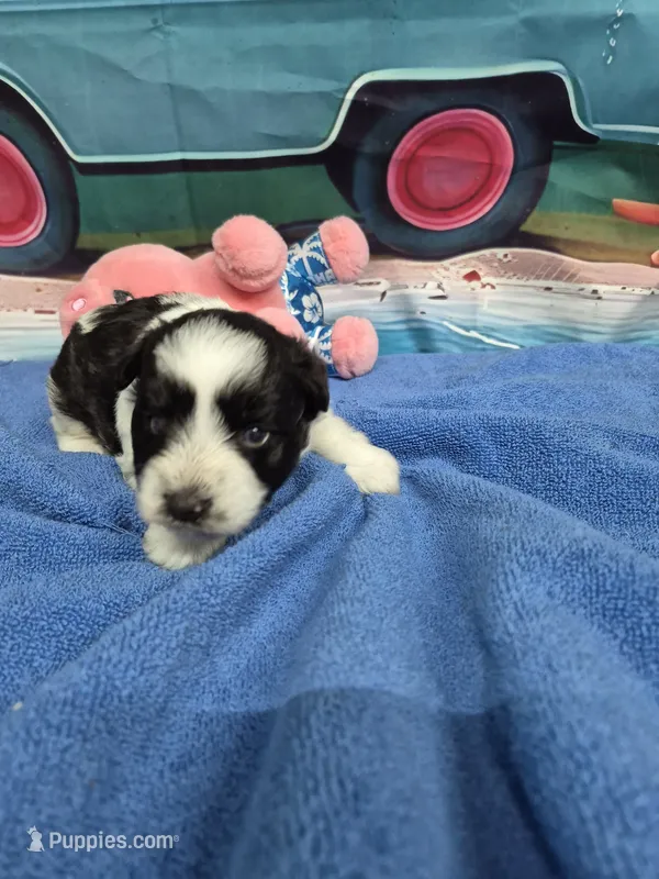 Black and White parti  – Miniature Schnauzer puppy for sale in Mount Carmel, TN