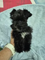 Lil bit teacup, a male Miniature Schnauzer for sale in Mount Carmel, TN – 5 of 7