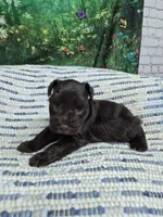 Carmen, a female Miniature Schnauzer for sale in Mount Carmel, TN – 3 of 4