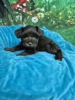 Chocolate boy one blue eye, a male Miniature Schnauzer for sale in Mount Carmel, TN – 2 of 4