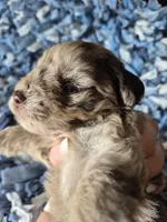 Chocolate merle , a male Miniature Schnauzer for sale in Mount Carmel, TN – 2 of 5
