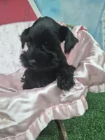 Black beauty , a female Miniature Schnauzer for sale in Mount Carmel, TN – 5 of 5