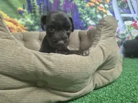 Dreama Chocolate , a female Miniature Schnauzer for sale in Mount Carmel, TN – 8 of 8