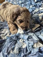 Chocolate merle , a male Miniature Schnauzer for sale in Mount Carmel, TN – 5 of 5