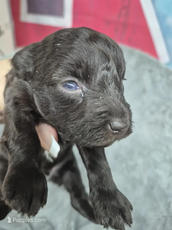 Charlie  – Miniature Schnauzer puppy for sale in Mount Carmel, TN