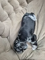 Blue Merle boy, a male Miniature Schnauzer for sale in Mount Carmel, TN – 2 of 5