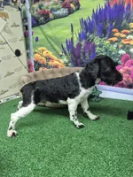 BW parti boy, a male Miniature Schnauzer for sale in Mount Carmel, TN – 2 of 4