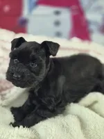 Beautie, a female Miniature Schnauzer for sale in Mount Carmel, TN – Photo 2 of 4