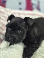 Beautie, a female Miniature Schnauzer for sale in Mount Carmel, TN – Photo 3 of 4