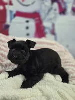 Beautie, a female Miniature Schnauzer for sale in Mount Carmel, TN – Photo 1 of 4