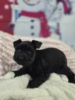 Beautie, a female Miniature Schnauzer for sale in Mount Carmel, TN – Photo 4 of 4