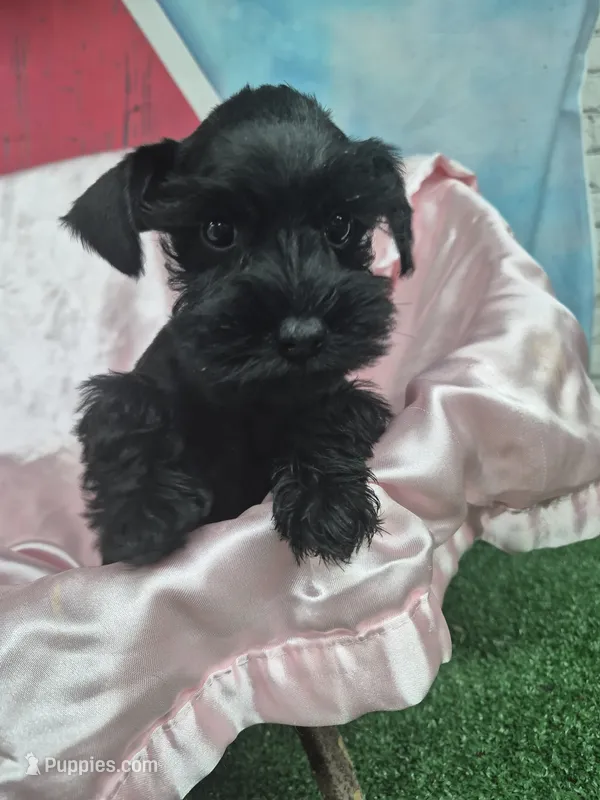 Black beauty  – Miniature Schnauzer puppy for sale in Mount Carmel, TN