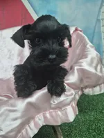 Black beauty , a female Miniature Schnauzer for sale in Mount Carmel, TN – 1 of 5