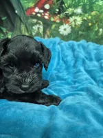 One blue eye, a male Miniature Schnauzer for sale in Mount Carmel, TN – 6 of 8