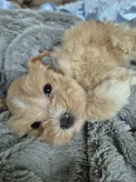Red Garnet parti Girl , a female Miniature Schnauzer for sale in Mount Carmel, TN – 6 of 6