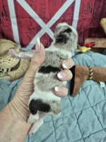 Merle chocolate parti girl, a female Miniature Schnauzer for sale in Mount Carmel, TN – Photo 2 of 4