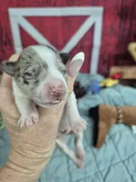 Merle chocolate parti girl, a female Miniature Schnauzer for sale in Mount Carmel, TN – Photo 1 of 4