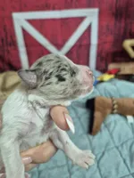 Merle chocolate parti girl, a female Miniature Schnauzer for sale in Mount Carmel, TN – Photo 4 of 4