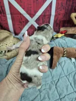 Merle chocolate parti girl, a female Miniature Schnauzer for sale in Mount Carmel, TN – Photo 3 of 4