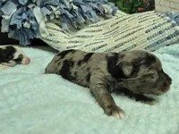 Chocolate merle male , a male Miniature Schnauzer for sale in Mount Carmel, TN – Photo 6 of 7