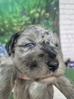 Chocolate merle male blue eyes , a male Miniature Schnauzer for sale in Mount Carmel, TN – Photo 2 of 10