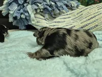 Chocolate merle male , a male Miniature Schnauzer for sale in Mount Carmel, TN – Photo 2 of 7