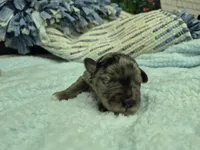 Chocolate merle male , a male Miniature Schnauzer for sale in Mount Carmel, TN – Photo 3 of 7