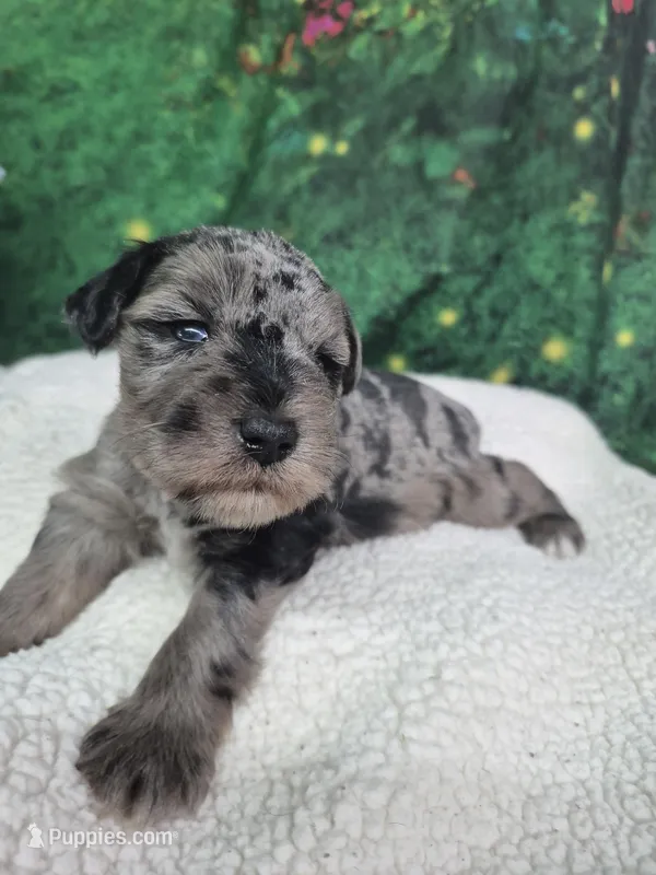 Chocolate merle male blue eyes  – Miniature Schnauzer puppy for sale in Mount Carmel, TN