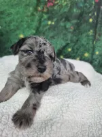 Chocolate merle male blue eyes , a male Miniature Schnauzer for sale in Mount Carmel, TN – Photo 1 of 10
