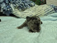 Chocolate merle male , a male Miniature Schnauzer for sale in Mount Carmel, TN – Photo 4 of 7