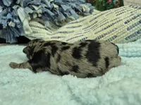 Chocolate merle male , a male Miniature Schnauzer for sale in Mount Carmel, TN – Photo 5 of 7