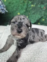 Chocolate merle male blue eyes , a male Miniature Schnauzer for sale in Mount Carmel, TN – Photo 3 of 10