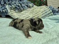 Chocolate merle male , a male Miniature Schnauzer for sale in Mount Carmel, TN – Photo 7 of 7