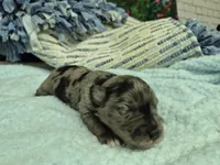 Chocolate merle male , a male Miniature Schnauzer for sale in Mount Carmel, TN – Photo 1 of 7