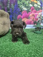 Chocolate baby girl, a female Miniature Schnauzer for sale in Mount Carmel, TN – 3 of 4