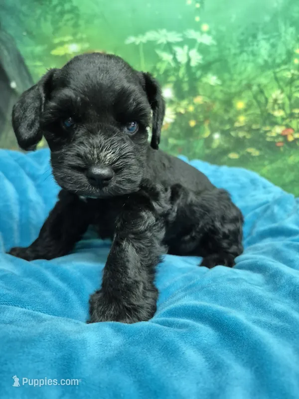 One blue eye – Miniature Schnauzer puppy for sale in Mount Carmel, TN