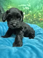 One blue eye, a male Miniature Schnauzer for sale in Mount Carmel, TN – 1 of 8