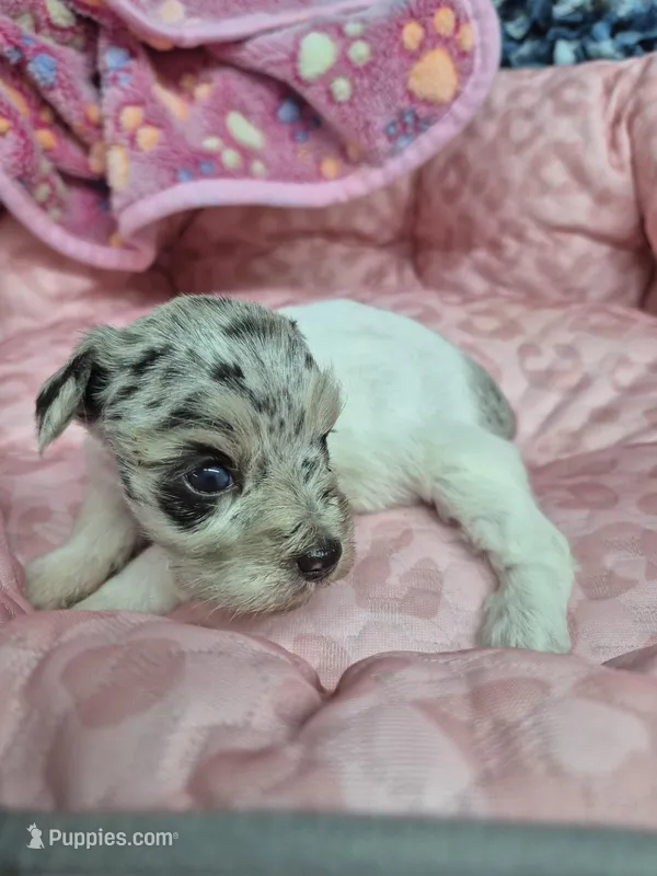 Blue merle parti girl  – Miniature Schnauzer puppy for sale in Mount Carmel, TN