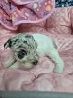 Blue merle parti girl , a male Miniature Schnauzer for sale in Mount Carmel, TN – Photo 1 of 4