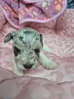 Blue merle parti girl , a male Miniature Schnauzer for sale in Mount Carmel, TN – Photo 3 of 4
