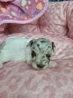 Blue merle parti girl , a male Miniature Schnauzer for sale in Mount Carmel, TN – Photo 4 of 4