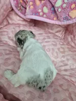 Blue merle parti girl , a male Miniature Schnauzer for sale in Mount Carmel, TN – Photo 2 of 4