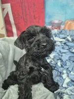 Cheif, a male Miniature Schnauzer for sale in Mount Carmel, TN – Photo 1 of 4