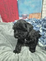 Cheif, a male Miniature Schnauzer for sale in Mount Carmel, TN – Photo 2 of 4