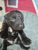 Charlie , a male Miniature Schnauzer for sale in Mount Carmel, TN – 3 of 6
